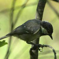 Periparus ater (Mésange noire)