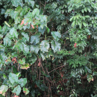 Montrichardia arborescens (Montrichardia)