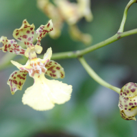 oncidium_altissimum3md