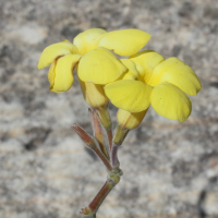 pachypodium_rosulatum2md