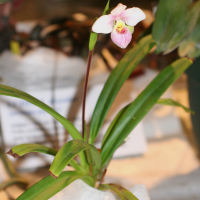 Phragmipedium schlimii (Phragmipedium de Schlimm)