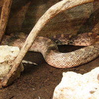 Pituophis catenifer (Serpent taureau, Serpent pomme de pin, Couleuvre à nez mince)