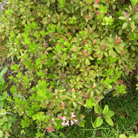 Rhododendron hirsutum (Rhododendron)