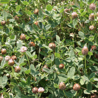 Trifolium fragiferum (Trèfle-fraise)
