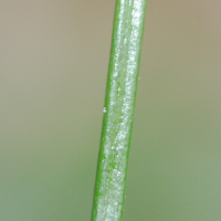 vittaria_isoetifolia3md (Vittaria isoetifolia)