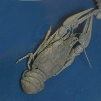 Astacus leptodactylus (Ecrevisse à pattes grêles, écrevisse galicienne)