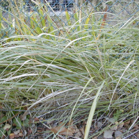 calamagrostis_epigeios3md (Calamagrostis epigeios)