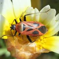 calocoris_nemoralis3bd (Calocoris nemoralis)