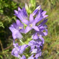 campanula_spicata2md (Campanula spicata)