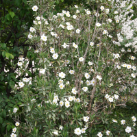 Carpenteria californica (Carpenteria)