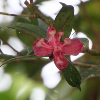 cavendishia_bracteata3md (Cavendishia bracteata)