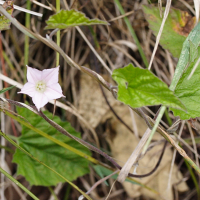 convolvulus_farinosus2md