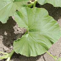 cucurbita_maxima6md (Cucurbita maxima)