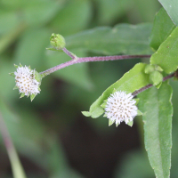 eclipta_prostrata5md (Eclipta prostrata)