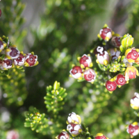 erica_reunionensis9md (Erica reunionensis)