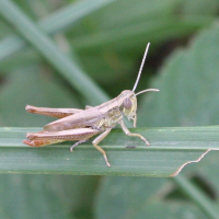 Euchorthippus pulvinatus (Criquet glauque)