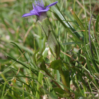 gentianella_campestris1bmd