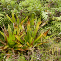 guzmania_plumieri4md