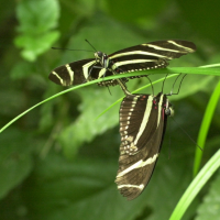 heliconius_charitonia3md