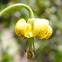 lilium_pyrenaicum4md