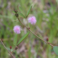 mimosa_pudica2md