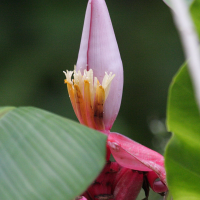 Musa velutina (Bananier-fleur)