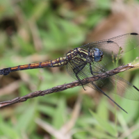 orthetrum_azureum5bd