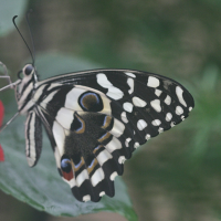 Papilio demodocus (Papilio, Citrus Swallowtail)