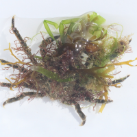 Pisa tetraodon (Crabe, Petite araignée de mer)