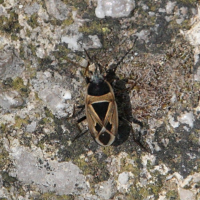 Rhyparochromus phoeniceus (Punaise)