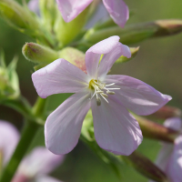 saponaria_officinalis4md