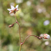 spergula_arvensis2md