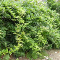 wisteria_sinensis4md