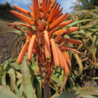 aloe_arborescens5md (Aloe arborescens)