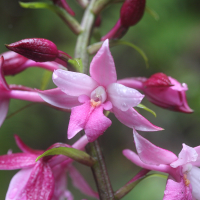 calanthe_sylvatica2md (Calanthe sylvatica)