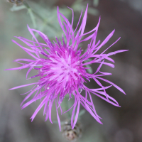 centaurea_maculosa2md (Centaurea maculosa)