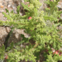 chenopodium_botrys2md