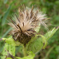 cirsium_oleraceum5md