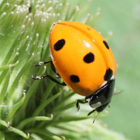 coccinella_septempunctata2md (Coccinella septempunctata)