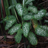 dieffenbachia_seguine4md (Dieffenbachia seguine)