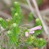 erica_verticillata2md (Erica verticillata)