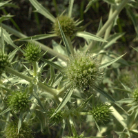 eryngium_campestre2md