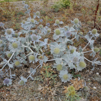 eryngium_maritimum4md (Eryngium maritimum)