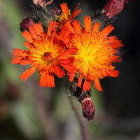 hieracium_aurantiacum2bd