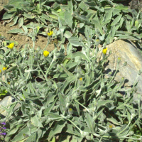 Hieracium tomentosum (Épervière laineuse)