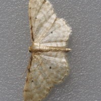 Idaea fuscovenosa (Acidalie familière)