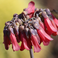 kalanchoe_daigremontiana2bd