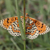 melitaea_didyma8bd