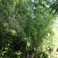 Phyllostachys viridiglaucescens (Bambou géant)