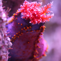 Pseudocolochirus axiologus (Holothurie tricolore, Pomme de mer australienne)